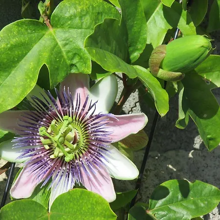 Country house Rurales La Aguilera