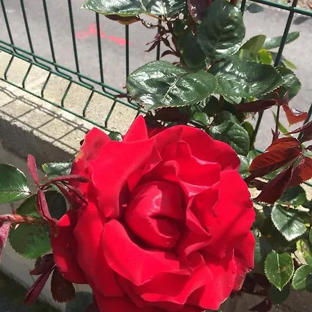 Rurales La Aguilera Country house *