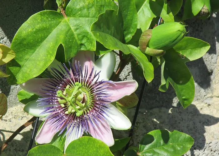 Casa rural Rurales La Aguilera