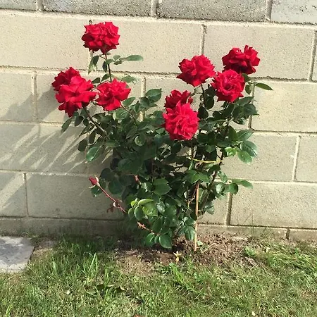 Rurales La Aguilera Oviñana