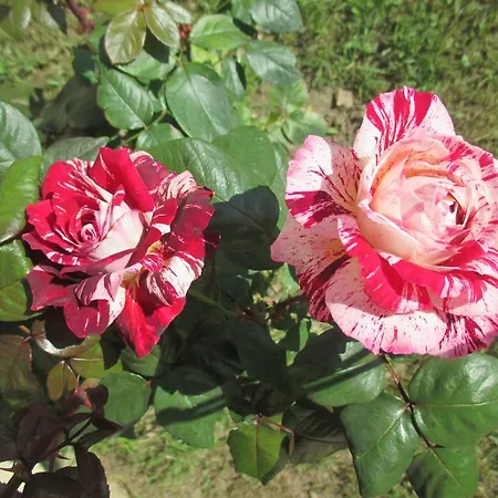 Rurales La Aguilera *