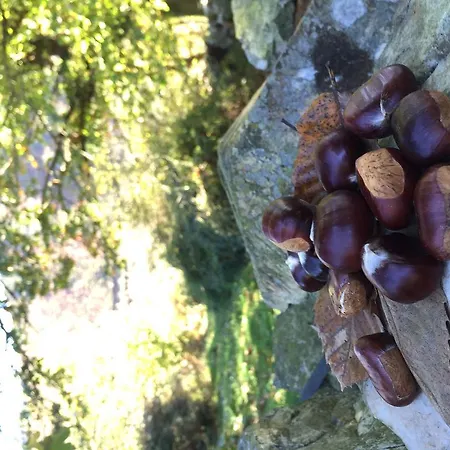 Rurales La Aguilera *